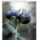 OLIVIER - Lampe de Chevet 30 cm - Imprimé Olives Provence