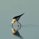 ARDEA - Lampe de Chevet 30 cm - Motif Oiseau Nature
