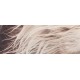 Coussin LUCIFER